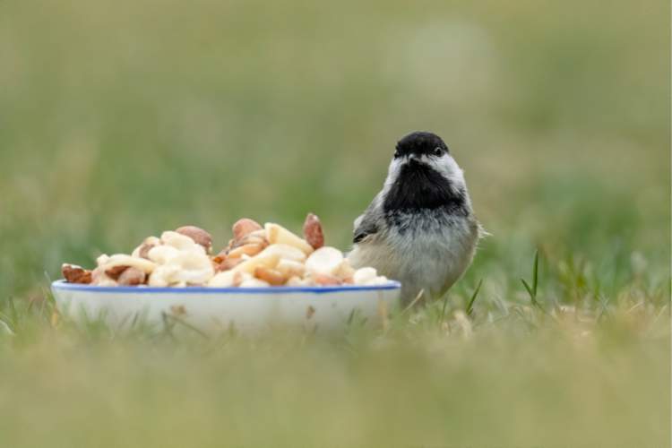 tit with bowl of peanuts